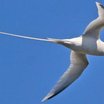 White-tailed Tropicbird